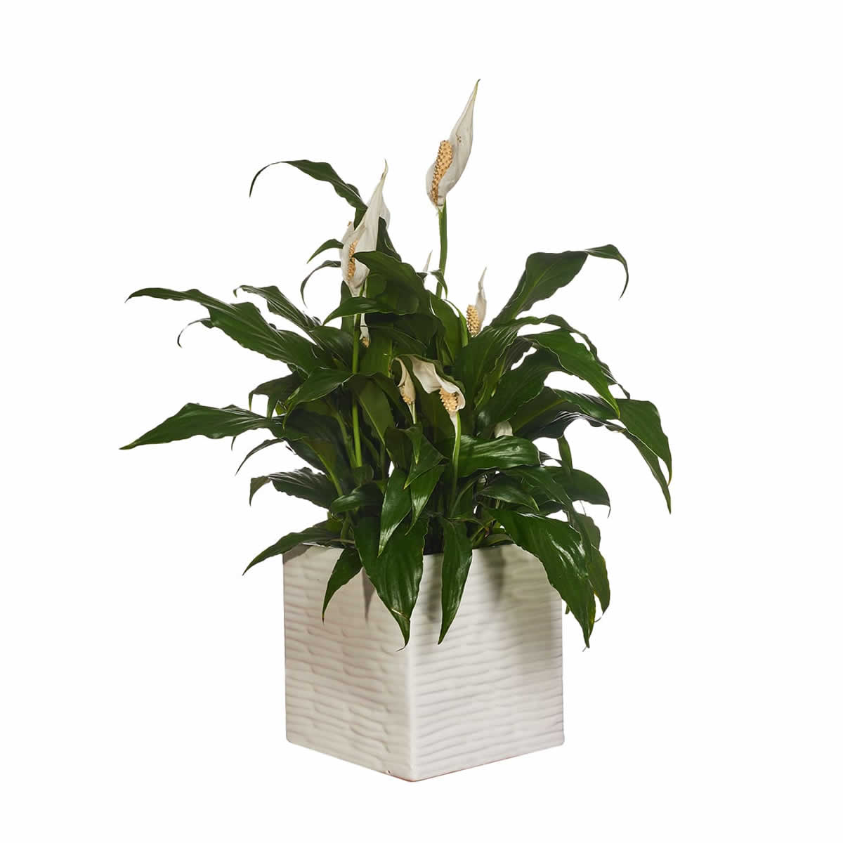 PLANTAS